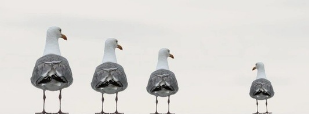 4seagullslogo